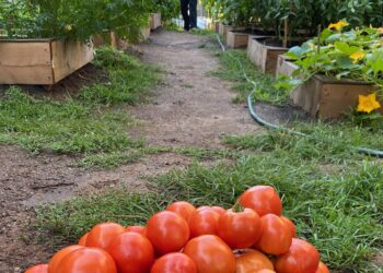 Jersey City Community Group Urges Residents To ‘Save The Migrant Garden’ Before It’s Too Late
