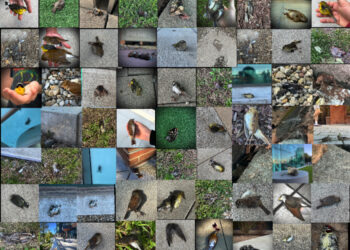 Activists Are Calling On Hudson County To Save Birds By Implementing This Ordinance