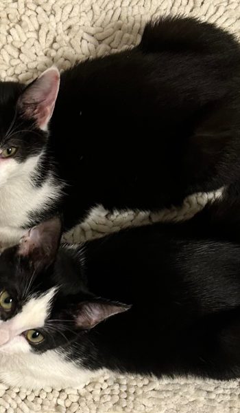 95016531_1758823406279010_r