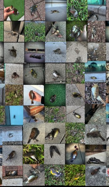 On an annual basis, the scope of bird deaths due to window collisions is over $1 billion in the U.S. (Courtesy of Otys Train)