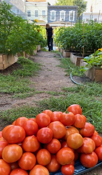 Tomatoes for Angela Cares 9.4